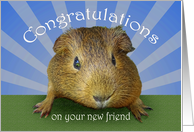 Congratulations, owning guinea pig,new friend. card