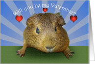 Guinea pig, Will you be my Valentine? card