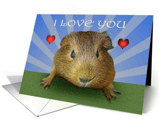 from Guinea pig, I love you.from pet, Happy Valentine's day card