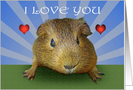 from Guinea pig, I...