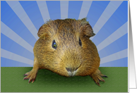 Brown Guinea pig, card