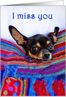 I miss you,Chihuahua dog, humor, card