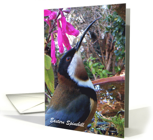 Eastern Spinebill Australian honeyeater. card (1584220)