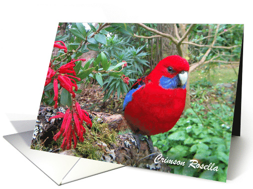 Crimson Rosella and red flowers. card (1584240)