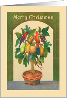 Merry Christmas,Parrot in a pear tree, From all of us,parrots, fruit, honeyeater. card