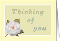 Thinking of you, white camelia card