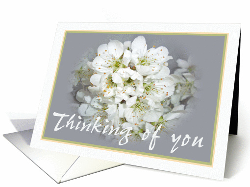 Thinking of you, white plum blossom. card (865091)