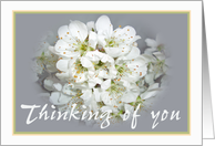 Thinking of you, white plum blossom. card