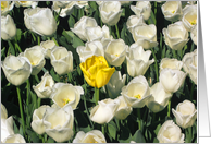 White tulips, one yellow. card