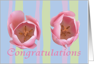 Two Pink tulips, Congratulations, new baby girl twins card