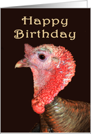 Happy Birthday, turkey gobbler. humor card