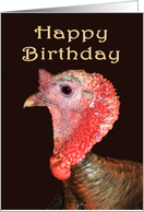 Happy Birthday,for ex-boyfriend, turkey gobbler. humor card