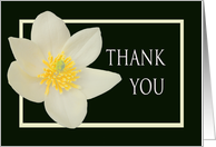 Thank you,for friendship, Magnolia Carpentaria. card