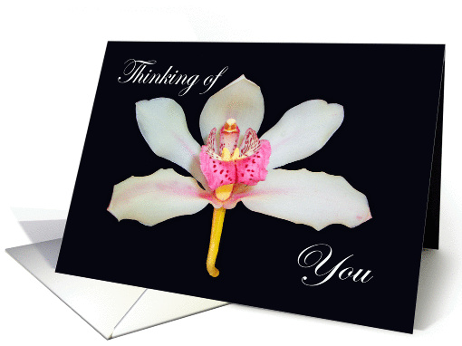 Thinking of you, orchid. card (881397)