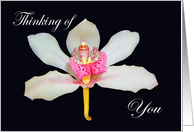 Thinking of you, orchid. card