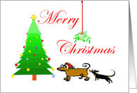 Merry Christmas,for ex husband, mistletoe, dachshunds, adult humor card