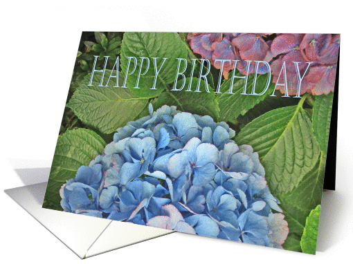 Happy Birthday, blue Hydrangea, card (907121)