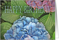 Happy Birthday, blue Hydrangea, for partner card