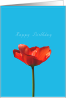 red tulip for birthday card