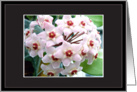 beautiful porcelain flowers Hoya Carnosa card