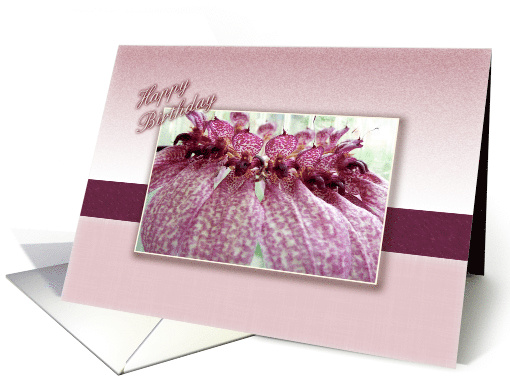 happy birthday original orchid flower bulbophyllum eberhardtii card