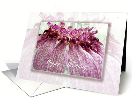 happy birthday original orchid flower bulbophyllum eberhardtii card