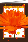 congratulations, orange flower, red and yellow bubbles card