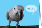 African grey parrot says Hello card