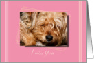 I miss you, sad dog on pink bakground card