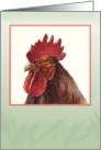 Rooster- blank card