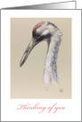 Whooping Crane-fine art - thinking of you card