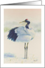 Red-Crowned Crane, blank note card