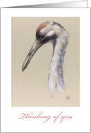 Whooping Crane-fine art - thinking of you card