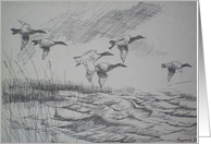 Canvasbacks / pen and ink card
