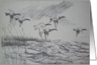 Canvasbacks / pen and ink card