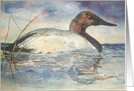 Canvasback Swimming card
