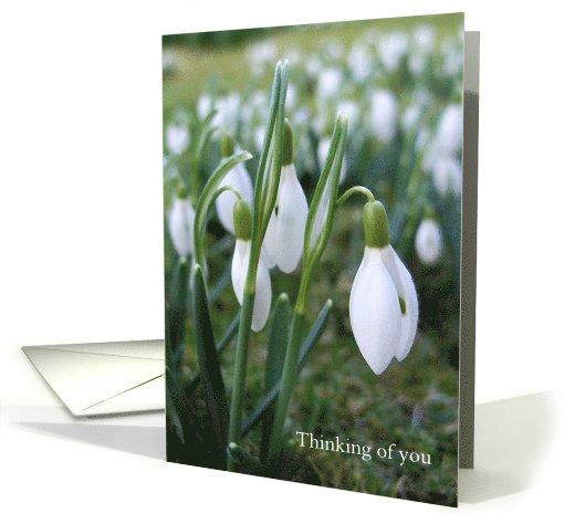 Snowdrops - Thinking of you card (604978)