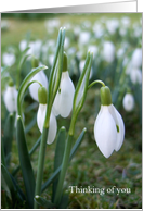 Snowdrops - Thinking of you card