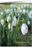 Snowdrops - Thinking...