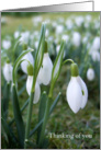 Snowdrops - Thinking of you card