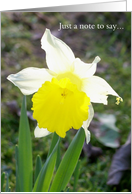 Daffodil Just a note to say ... card