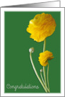 Ranunculus Congratulations card