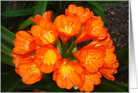 Flowers in orange