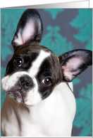 I’m Sorry, I Apologize, French Bulldog Humor card