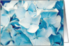 Blue Blue Hydrangea Blank Card