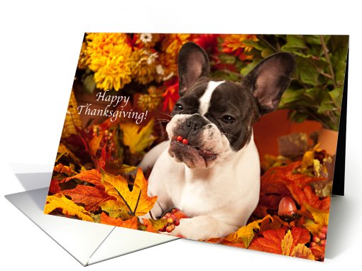 Pied French Bulldog Funny Thanksgiving card (671173)