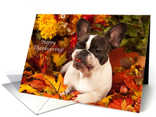 Pied French Bulldog Funny Thanksgiving card (671173)