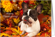 Pied French Bulldog Funny Thanksgiving Card