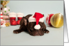 French Bulldog wearing Santa Hat Christmas Card