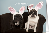 Funny French Bulldog Easter Card